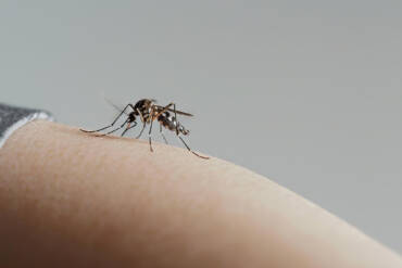 USP recruta voluntários vivendo com HIV para estudo inédito sobre dengue