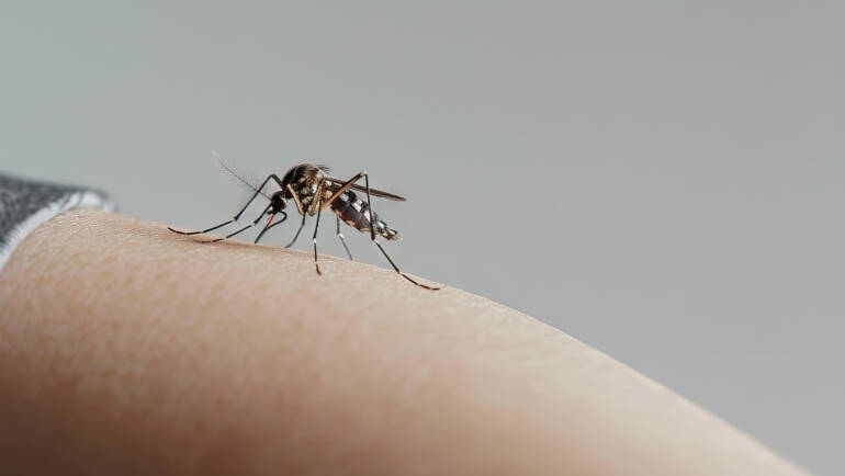 USP recruta voluntários vivendo com HIV para estudo inédito sobre dengue
