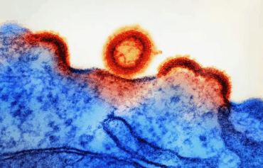 HTLV-1: Cientistas identificam 1º tratamento para prevenir vírus ‘primo’ do HIV