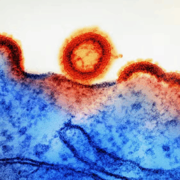 HTLV-1: Cientistas identificam 1º tratamento para prevenir vírus ‘primo’ do HIV