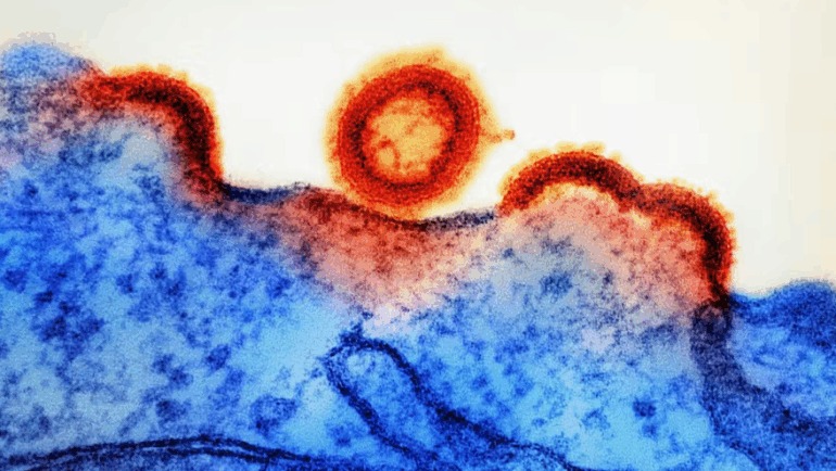 HTLV-1: Cientistas identificam 1º tratamento para prevenir vírus ‘primo’ do HIV