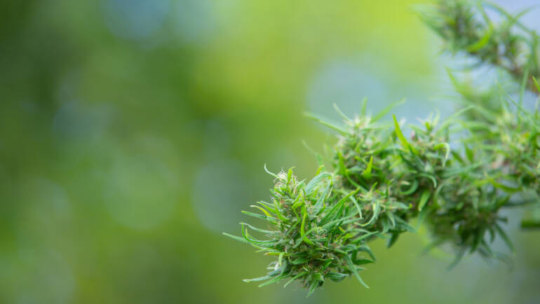 Doses mínimas de THC mostram benefícios no tratamento do HIV, aponta estudo divulgado pelo O Globo