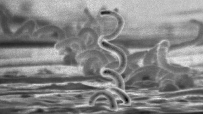 Estudo sobre antibiótico como prevenção de ISTs bacterianas está em fase de recrutamento, divulga Jornal da USP